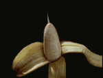 [Image: banana7.gif]