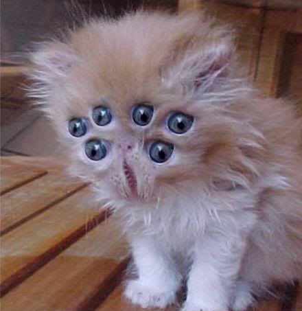 [Image: funny-pictures-alien-kitten.jpg]