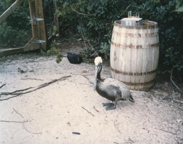 1990DiscoveryIslandPelican_zps8ee5d474.j