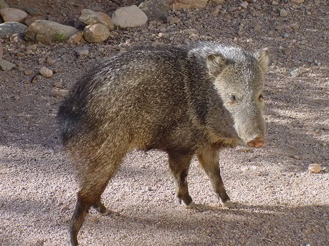 Musk Hog