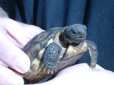 Viral issues in wild populations of Gopher tortoises | Reptile Forums