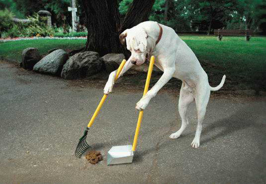 DogCleanup.png