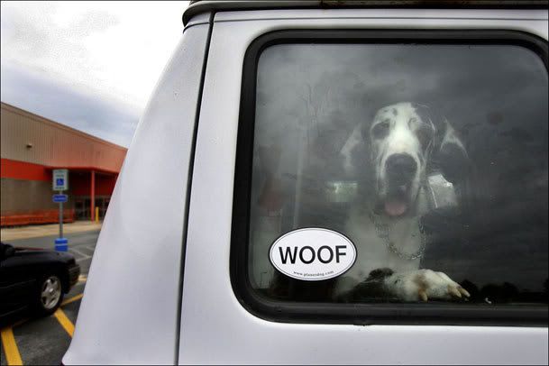 KreiterDog.jpg