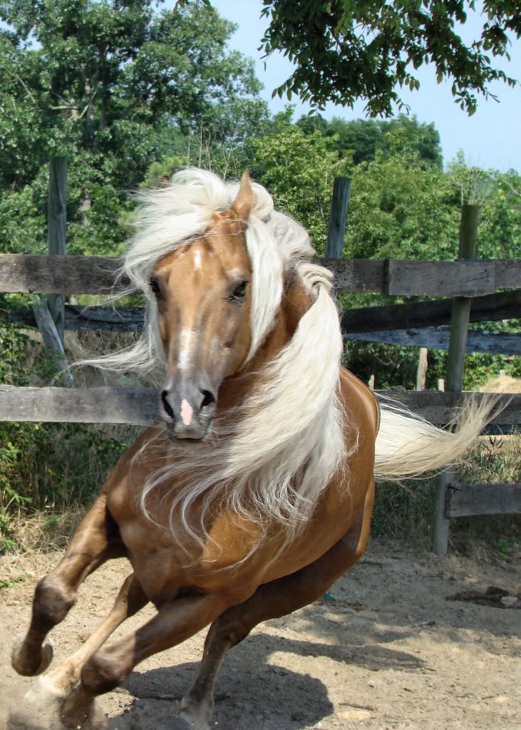 American Walking Pony