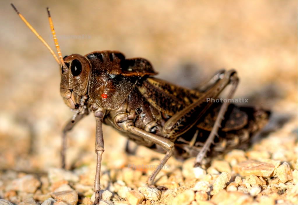 IMAGE: http://i18.photobucket.com/albums/b148/scott33_/IMG_4361And4more_tonemapped.jpg