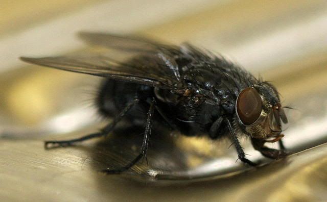 IMAGE: http://i18.photobucket.com/albums/b148/scott33_/macro_007.jpg