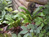 Asplenium_scolopendrium.jpg image by dctropics