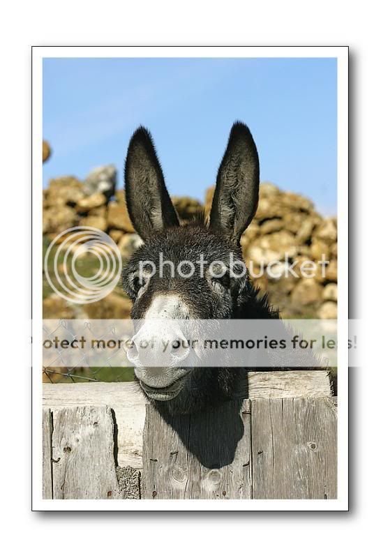burro.jpg