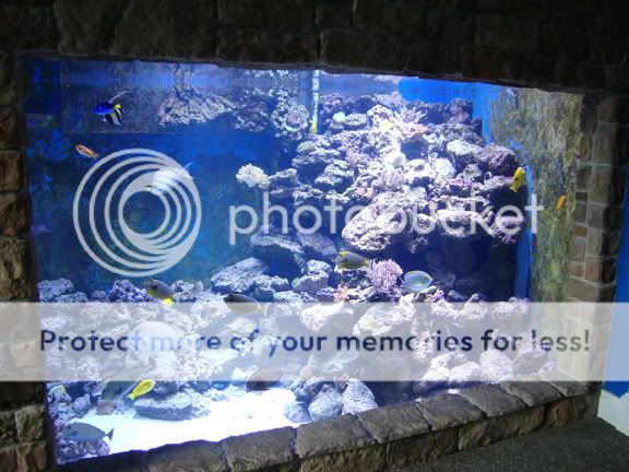 What's the largest HOME reef tank..... | Reef2Reef