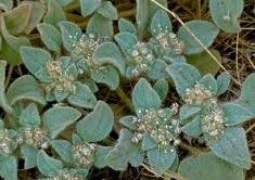 Dove weed | Refuge Forums