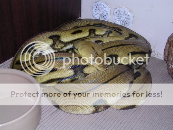 Retic Pic's | Reptile Forums