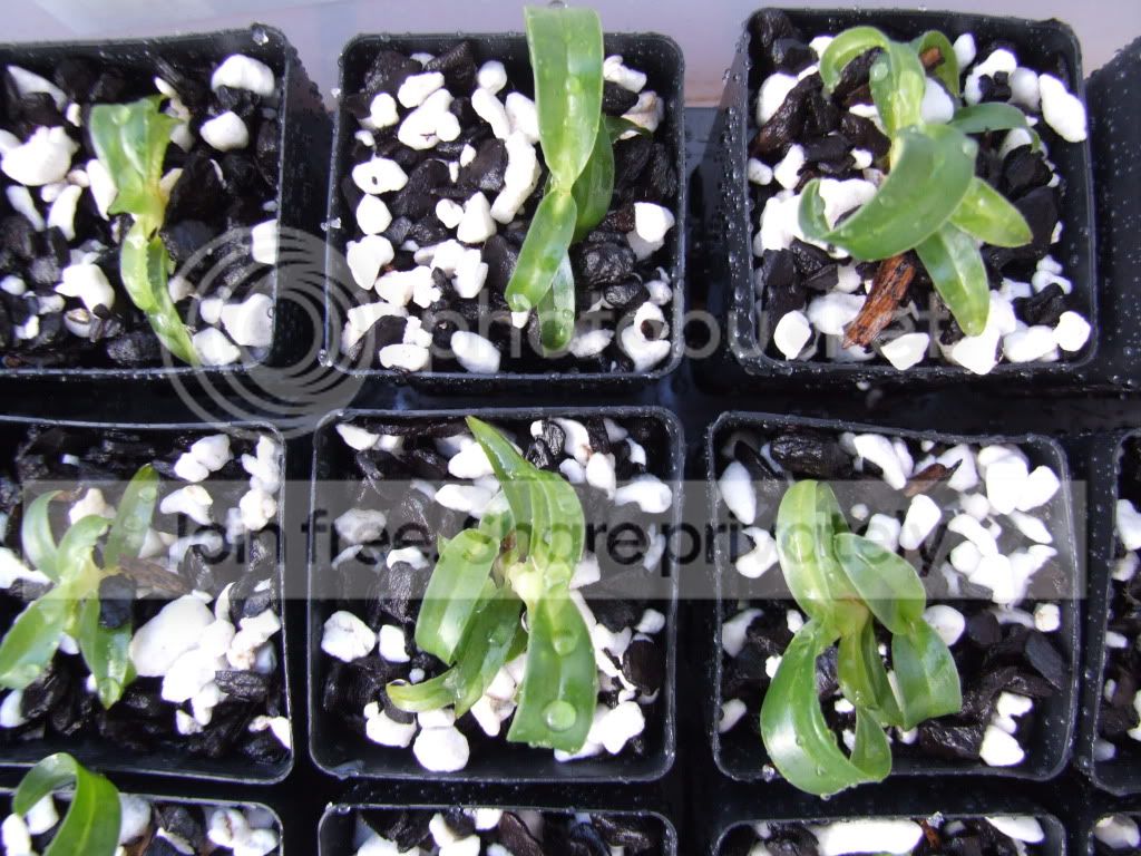 Paph parishii and randsii deflasked | Slippertalk Orchid Forum