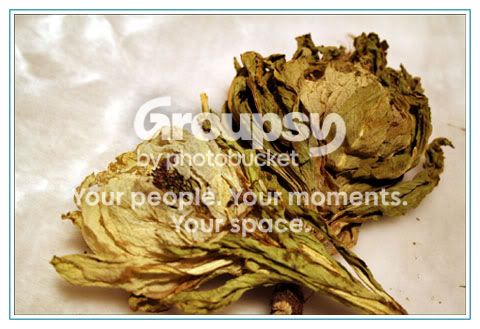 Image hosted by Photobucket.com