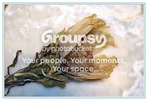 Image hosted by Photobucket.com