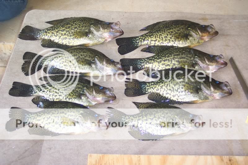 todays Catch (Saline Lake/Not Larto)