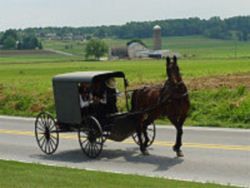 image of an Amish Buggy