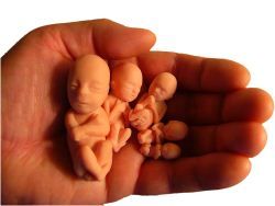 photo showing fake fetuses in a hand