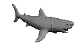 Sharkzz