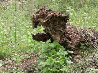 treemonster photo treemonst.jpg