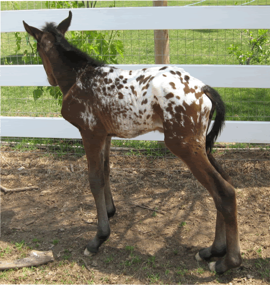 Windswept Foal *Update* - Horse Health - HorseCity Forums