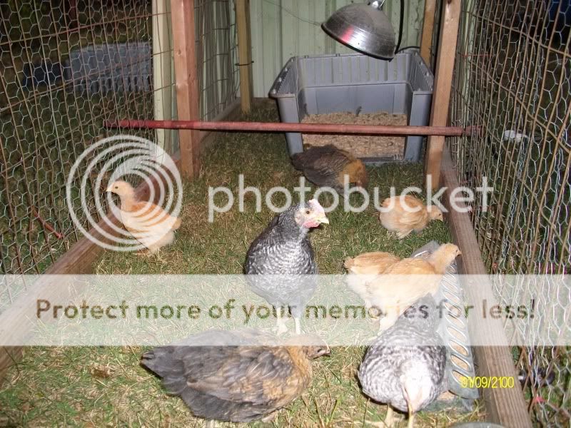 Outdoor brooder? | BackYard Chickens - Learn How to Raise Chickens